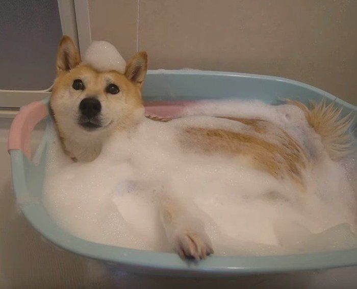 シャンプー 泡風呂でセクシーさが隠しきれない柴犬はコチラです いぬのきもちnews Line News