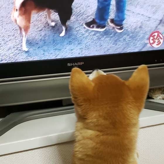マンガで学ぶ 犬がテレビをじっと見つめる理由は いぬのきもちnews Line News