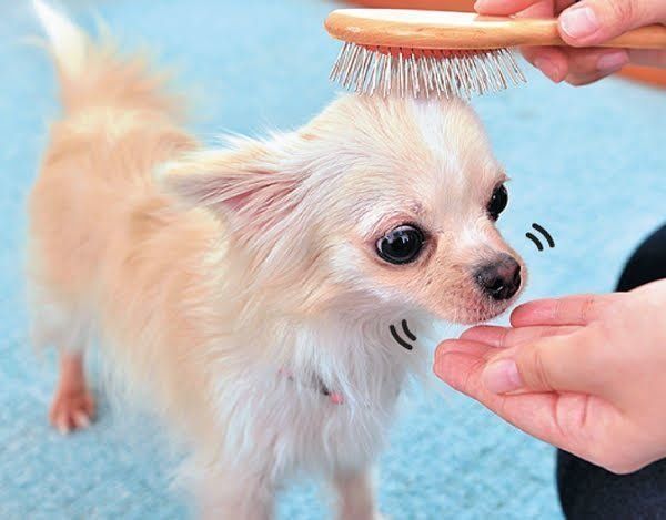 犬が噛む理由を犬の気持ちで考えたら やめさせ方がわかった いぬのきもちnews