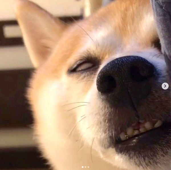 強烈すぎ 2分26秒も続いた豆柴の ホラー顔 がクセになる可愛さ いぬのきもちnews Line News