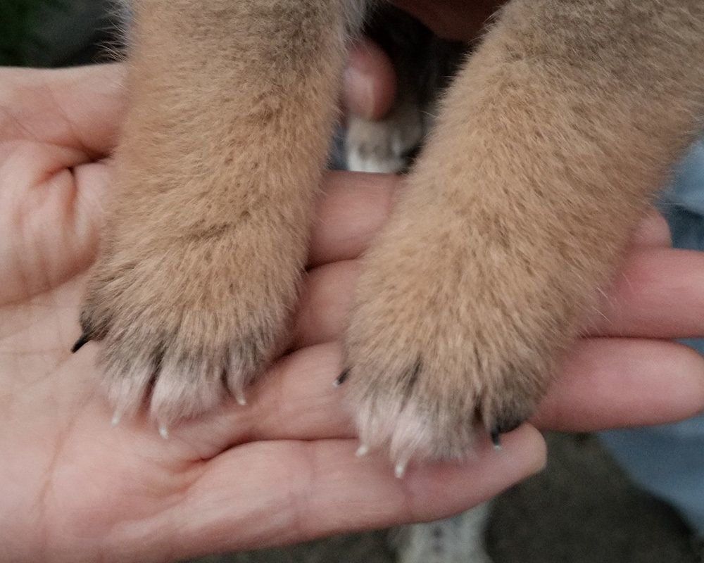 柴犬の爪の色 知ってる 連載 ここ掘れここ柴 Vol 36 いぬのきもちnews Line News