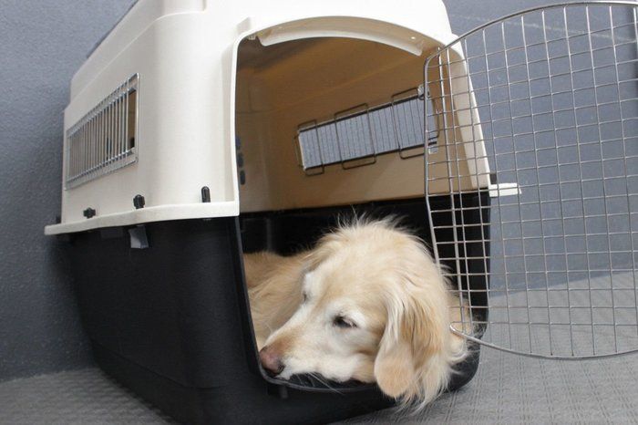犬をクレートに入れるのはかわいそう 連載 西川文二の 犬ってホントは Vol 13 いぬのきもちnews Line News 犬をクレートに入れるのはかわいそう 連載 西川文二の 犬ってホントは Vol 13 いぬのきもちnews Line News