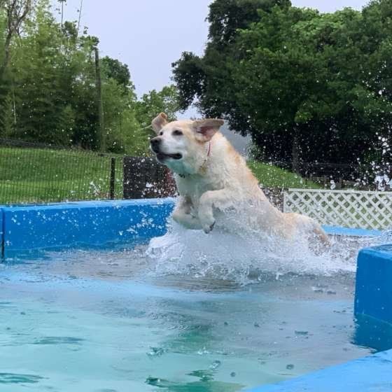 スイスイ泳ぐ 泳ぎが得意な犬種って 知れば納得の理由も いぬのきもちnews Line News