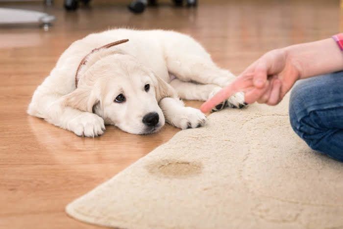 それ本当に犬のため 愛犬のストレスになる飼い主の行動は いぬのきもちnews