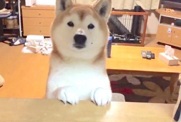 素通りできない 背中で語る犬の姿に胸キュンする人続出のワケ いぬのきもちnews Line News