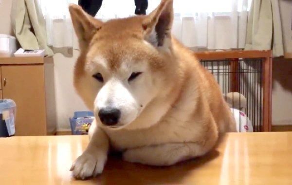 圧が すごい 柴犬が飼い主を見下ろすワケにジワる いぬのきもちnews Line News