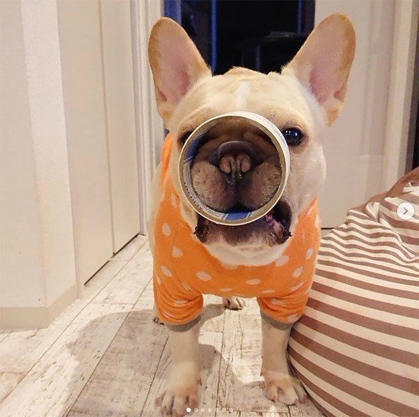 そこです そこそこ マッサージでとろける犬の表情に悶絶 いぬのきもちnews Line News