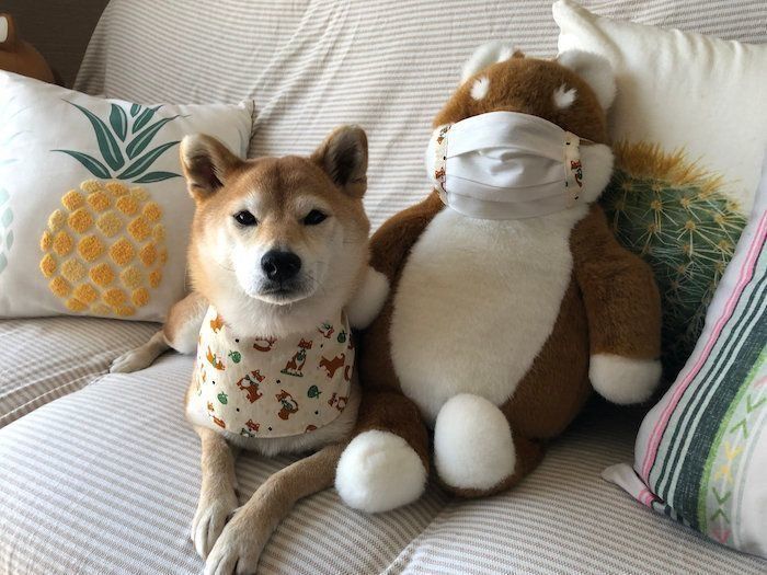 柴犬マロたん おうち時間を楽しむママが作ってくれたものは いぬのきもちnews Line News