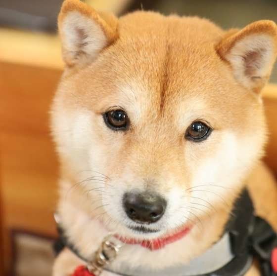 よく目が合うのは好きだから！ 犬が好きな人に見せるしぐさ（いぬのきもちNEWS）