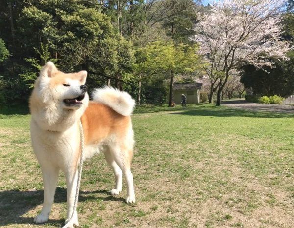 貫禄がスゴイ 柴犬サイズだった秋田犬が見た目も中身も大人に成長 いぬのきもちnews Line News