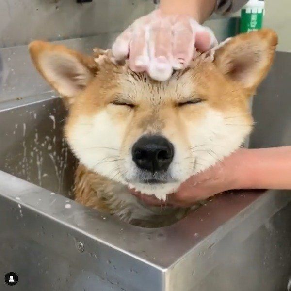 お風呂犬 たちの癒しの表情4選 犬がお風呂に入るメリットも解説 いぬのきもちnews Line News
