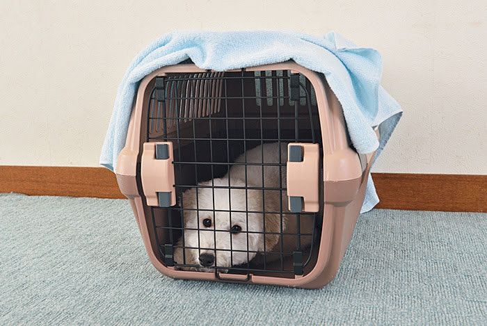 プロ直伝 小型犬ならではのトイレトレーニング方法やトイレの選び方 いぬのきもちnews Line News