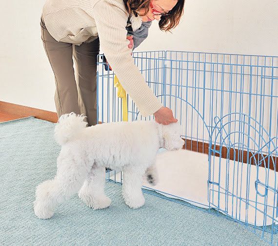 プロ直伝 小型犬ならではのトイレトレーニング方法やトイレの選び方 いぬのきもちnews Line News