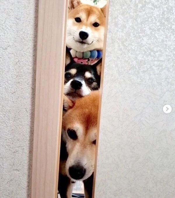 “ちゅ〜る”のトリコになった柴犬3姉妹 必死のちょうだいアピールに「可愛い」が止まらない!(いぬのきもちNEWS) “ちゅ〜る”のトリコになった柴犬3姉妹 必死のちょうだいアピールに「可愛い」が止まらない!(いぬのきもちNEWS)