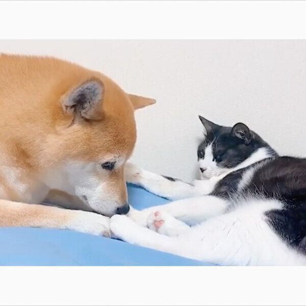 猫の肉球をくんくんする柴犬 怒られるかと思いきや ほっこり展開 に いぬのきもちnews Line News