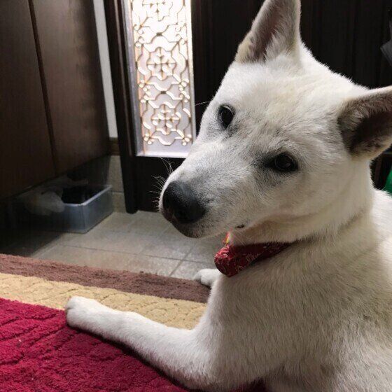 かわいいが止まらない 犬の 飼い主さん愛 にあふれるしぐさ 行動 いぬのきもちnews Line News かわいいが止まらない 犬の 飼い主さん愛 にあふれるしぐさ 行動 いぬのきもちnews Line News