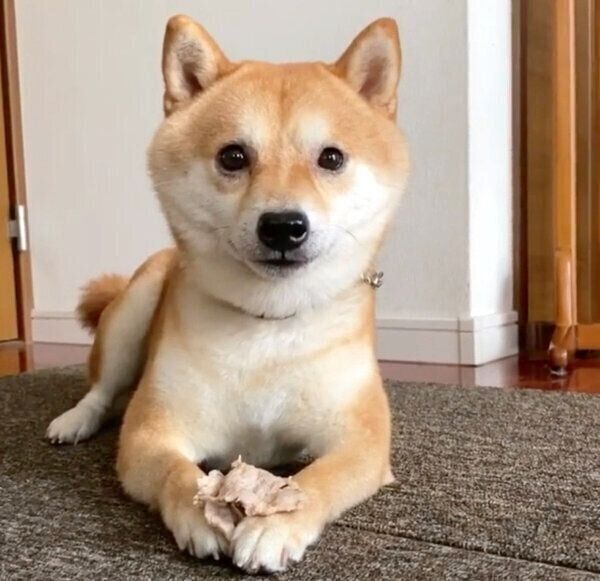 にこにこ笑顔 突然 真顔になる豆柴 その理由に思わず笑っちゃう いぬのきもちnews Line News