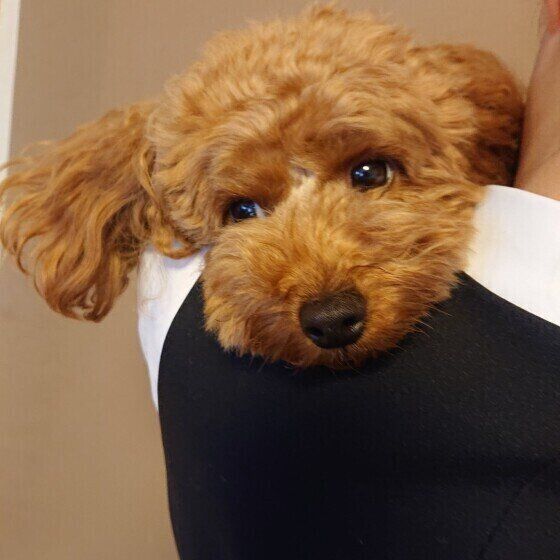 鳴き方で違う 犬が ク ン と鳴いて甘えるときの理由3選 いぬのきもちnews Line News 鳴き方で違う 犬が ク ン と鳴いて甘えるときの理由3選 いぬのきもちnews Line News