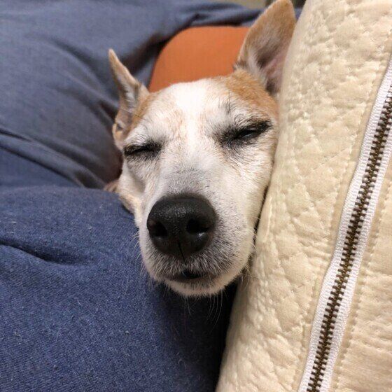 犬が挟まりたがるのはどうして かわいい画像集つきで解説 いぬのきもちnews