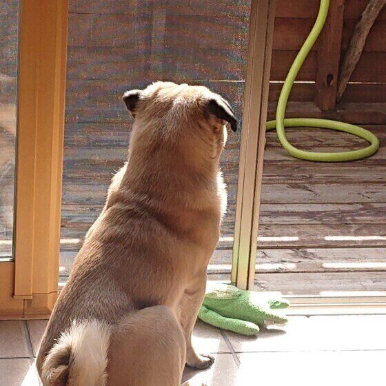犬の しっぽ の役割とは モコモコ 巻いている など形の違いも可愛い いぬのきもちnews Line News