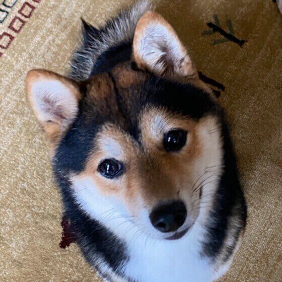 犬が 飼い主さんを心配しているとき に見せる仕草がある いぬのきもちnews