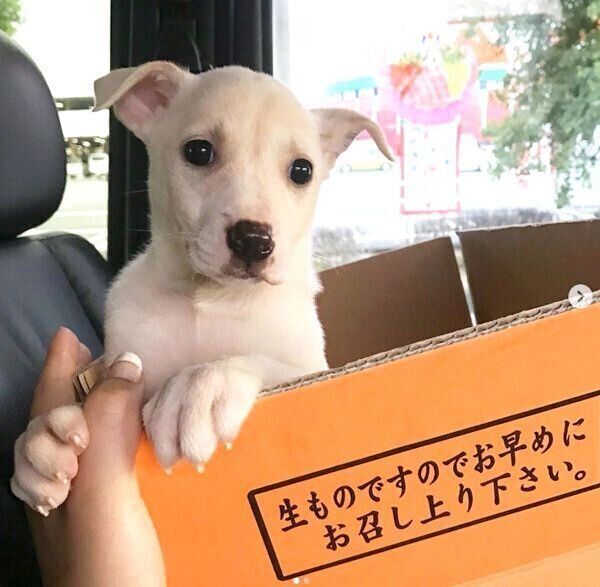 これがこうなるシリーズ が大人気の元保護犬 子犬時代 今の変貌ぶりがクセになる可愛さだった いぬのきもちnews