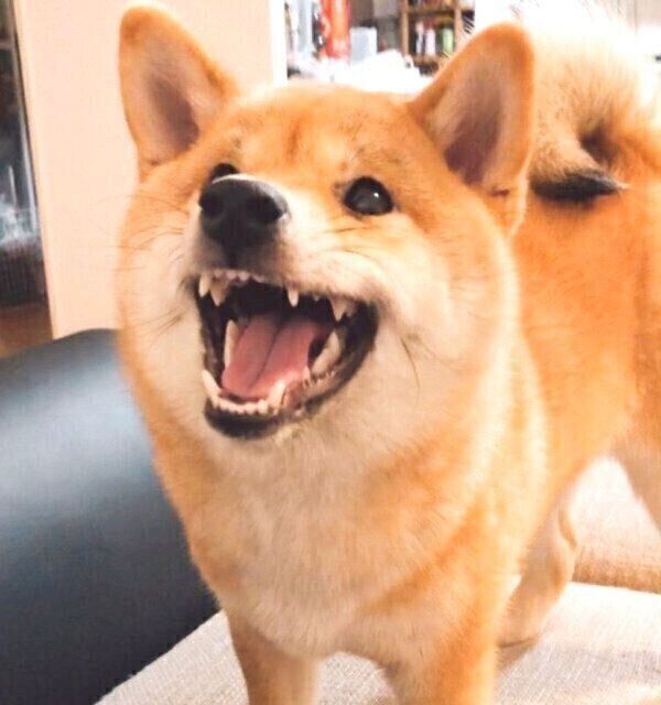 納豆を食べる柴犬の口元に異変が 病院へ駆け込むと 衝撃の診察結果 が いぬのきもちnews Line News