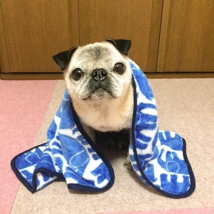 今年も明るく過ごしたパグ犬めーでした 連載 パグ犬 めー Vol 85 いぬのきもちnews Line News