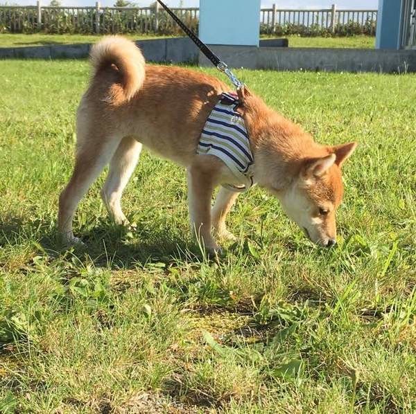 縄張り主張じゃない 知って驚く犬のオシッコ新常識と面白エピソード いぬのきもちnews Line News