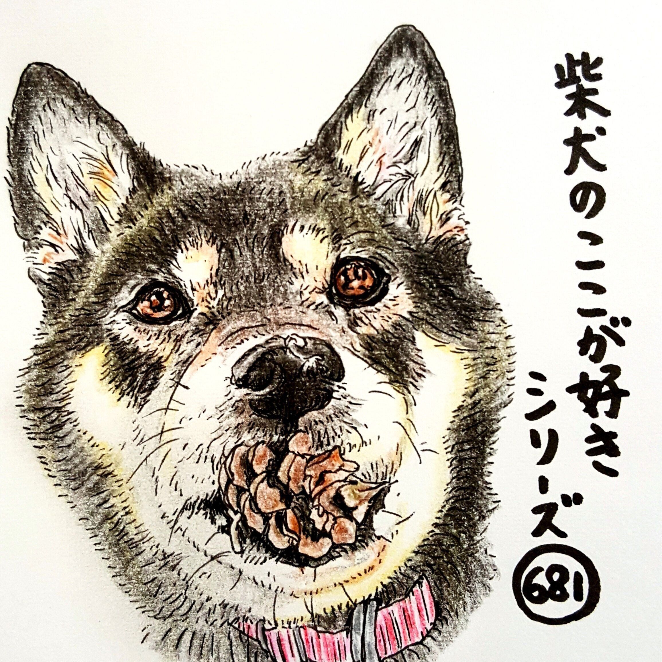 柴犬あるある 散歩中に松ぼっくりを拾う 連載 ここ掘れここ柴 Vol 81 いぬのきもちnews Line News