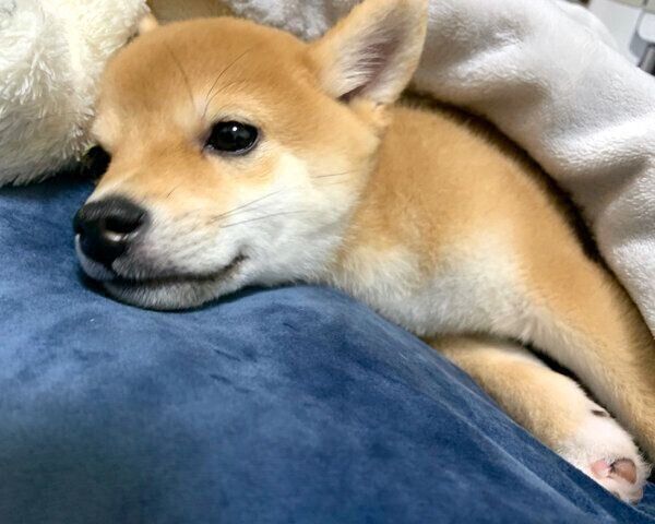 飼い主が笑うたびに スーパーマン になる豆柴 可愛すぎる光景の舞台裏とは いぬのきもちnews Line News