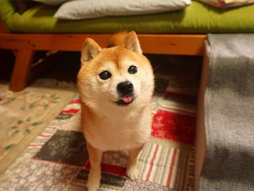 小悪魔こむぎ 老後の備えも大切よ 柴犬こむぎの小悪魔日記 いぬのきもちnews