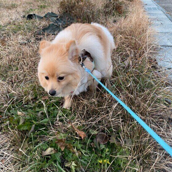 うんちをする前にくるくる回る なぜ 犬が見せる 謎儀式 の真相は いぬのきもちnews Line News