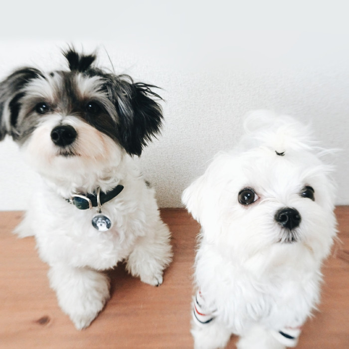 犬にも血液型ってあるの 人と同じように血液型別の性格診断できる いぬのきもちnews Line News