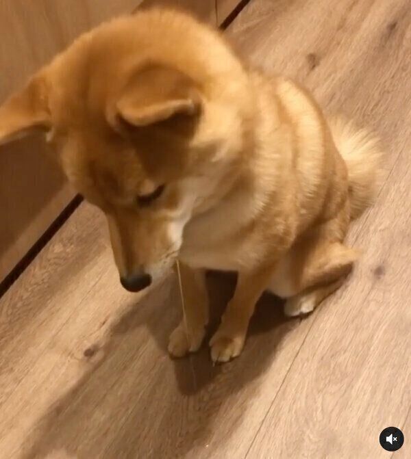 ごはんを待つおりこうさんな柴犬 集中度がすごくて あー な展開に いぬのきもちnews Line News