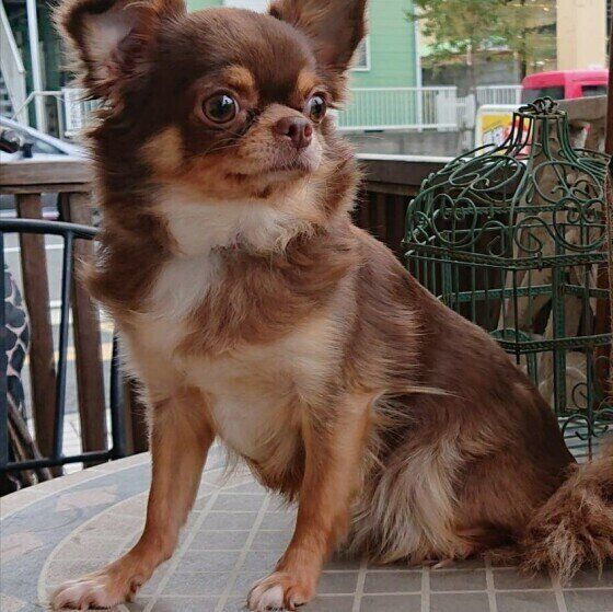 二文字の名前が強い 年人気名前ランキング メス犬部門 いぬのきもちnews Line News