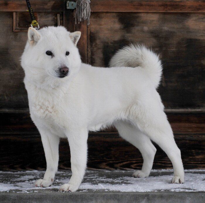 犬好きならチャレンジしてみたい 激ムズ犬種クイズ あなたは何問解ける いぬのきもちnews Line News