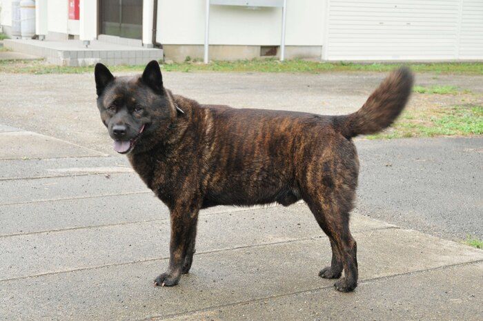 犬好きならチャレンジしてみたい 激ムズ犬種クイズ あなたは何問解ける いぬのきもちnews Line News