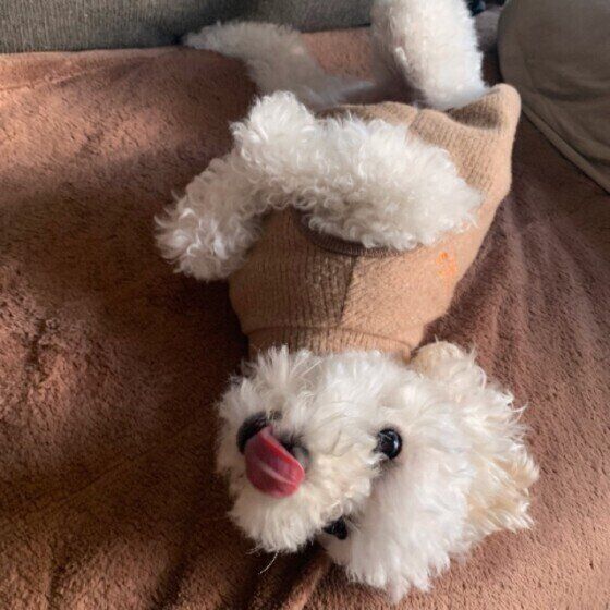 犬が人をペロペロなめる理由 愛情表現 抵抗 注意点も いぬのきもちnews Line News