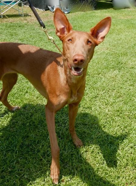 ファラオ ハウンドの特徴と性格 飼い方 価格相場など 犬図鑑 いぬのきもちnews Line News