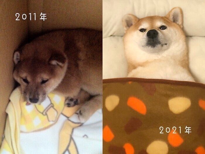 10回目の うちのこ記念日 を迎えた柴犬マロたん あっという間の10年 大きくなりました いぬのきもちnews Line News