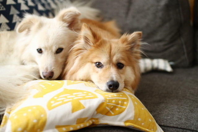 犬がいる生活の災難 その1 穴澤賢の犬のはなし いぬのきもちnews