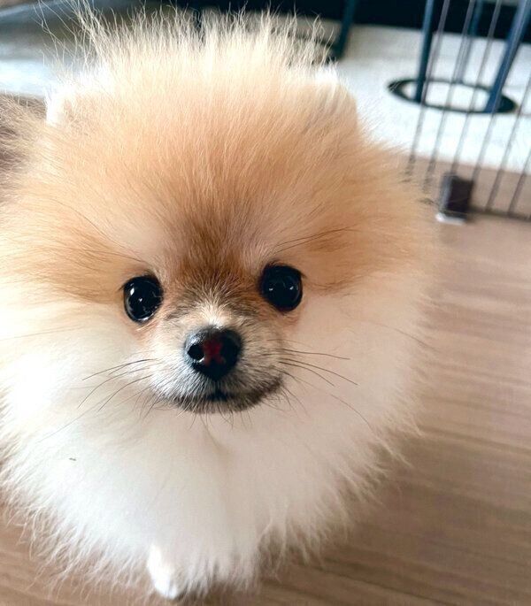 世界一かわいい圧力 だ 家族の帰宅を察知した子犬 最前列で待機した結末にほっこり いぬのきもちnews Line News