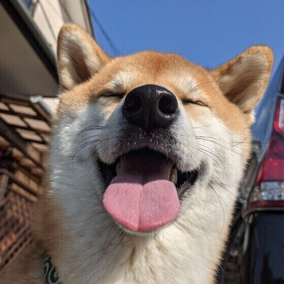 義務なのはなぜ 犬飼い主さん知っておきたい 狂犬病ワクチン基礎知識 いぬのきもちnews Line News 義務なのはなぜ 犬飼い主さん知っておきたい 狂犬病ワクチン基礎知識 いぬのきもちnews Line News