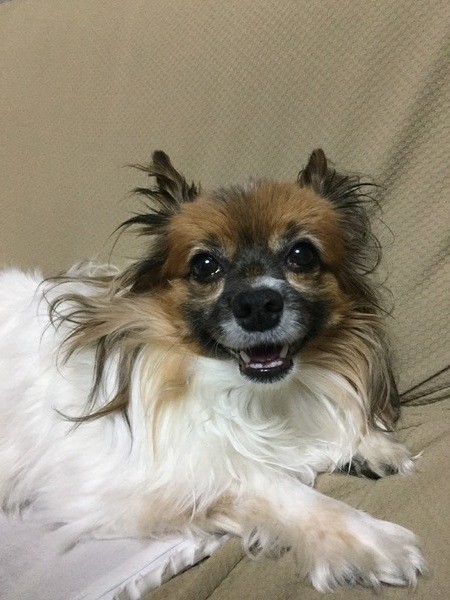 犬のカワイイしぐさ 実は病気のサインかも 観察して異変に気付こう いぬのきもちnews Line News