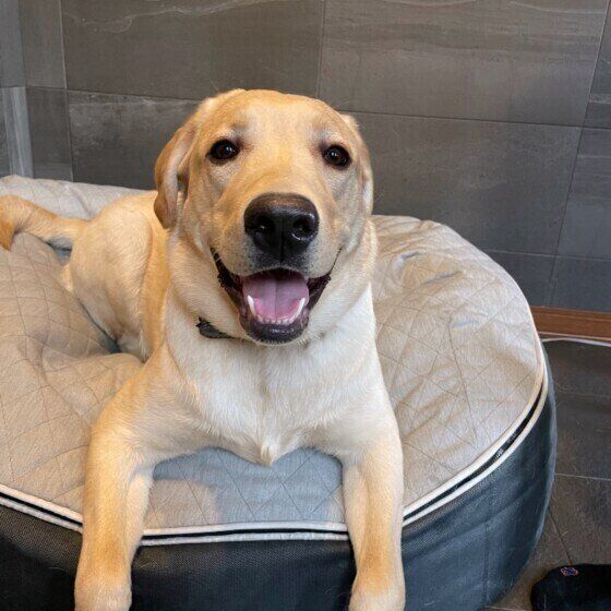 ラブラドルレトリバー 洋犬 狩猟犬 大型犬 かわいい 盲導犬 警察