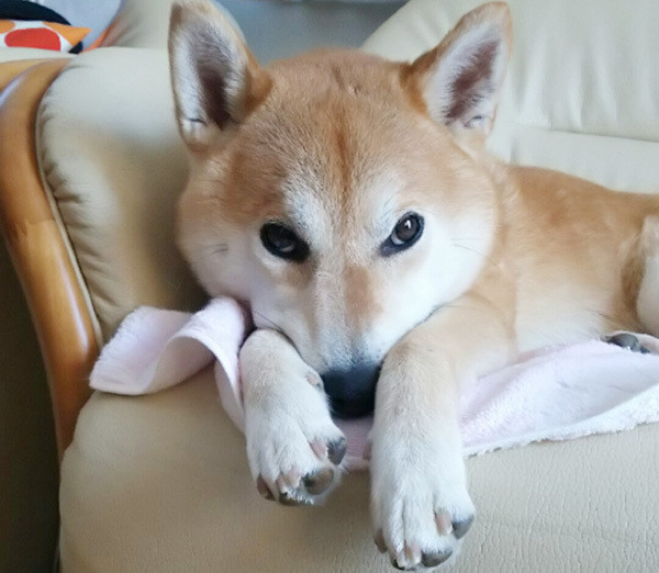 犬のウキウキスキップはかわいいけれど 病気のサインの可能性も いぬのきもちnews Line News 犬のウキウキスキップはかわいいけれど 病気のサインの可能性も いぬのきもちnews Line News