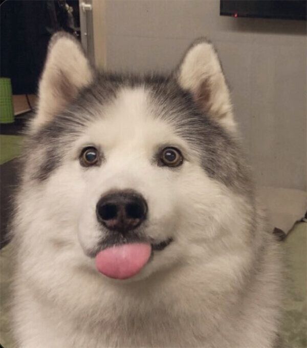同じ犬とは思えない オヤツのとき お風呂のときで表情の差がありすぎるハスキー いぬのきもちnews Line News