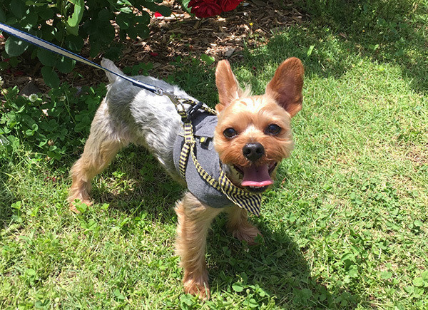 年間500万円超えも 犬を飼うために必要なお金 生涯コスト編 いぬのきもちnews Line News