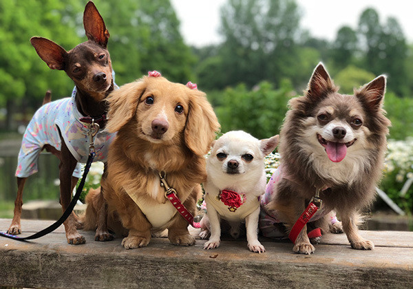年間500万円超えも 犬を飼うために必要なお金 生涯コスト編 いぬのきもちnews Line News
